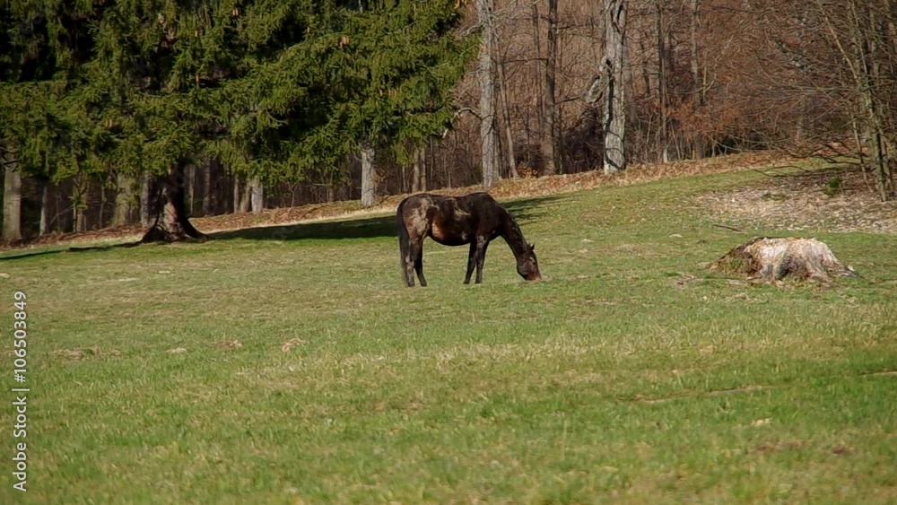 Brown horse on a green meadow in spring
