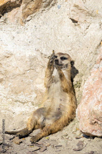 Meerkat catching a flying insect © tryptophanimal