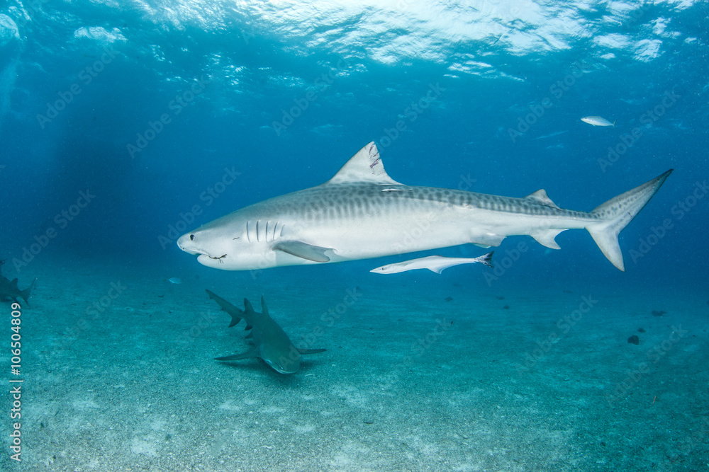 Tiger shark Tiger shark