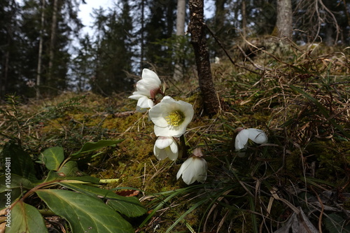 Schneerosen Frühlingsblumen im Wald photo