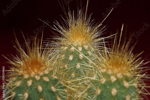 Background of cactus with thorns  