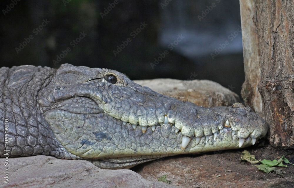 Fototapeta premium Close up of a crocodile