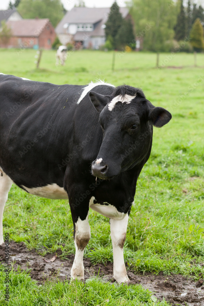 Milchkuh auf Weide Milchkuh auf Weide