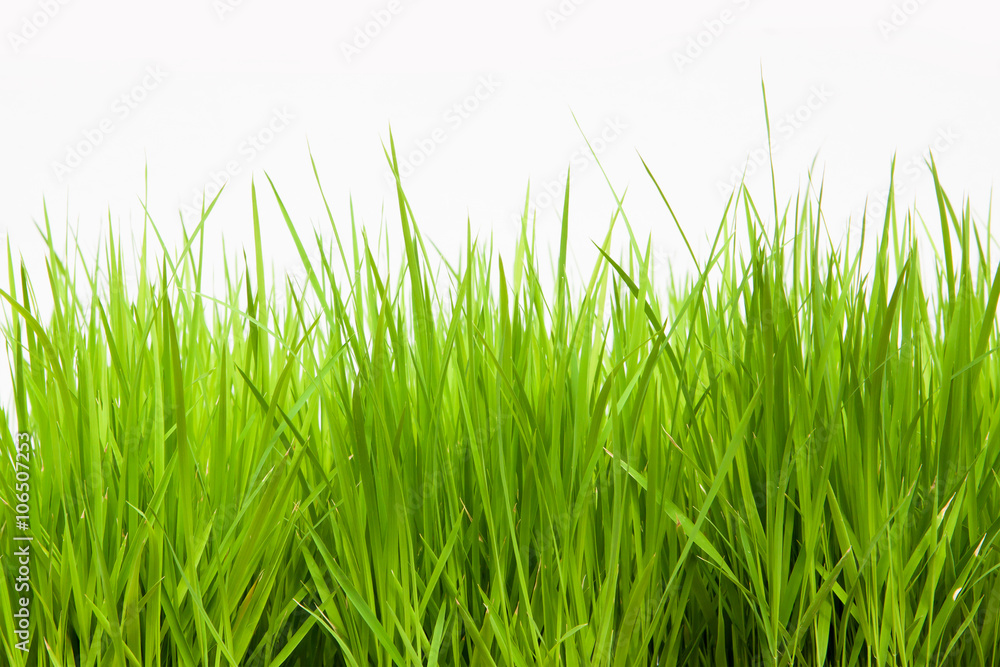 Close up green color rice isolate on white background. Close up green color rice isolate on white background.