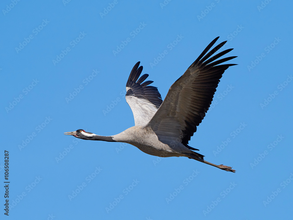 Obraz premium Common crane (Grus grus)