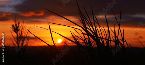 Silhouette di fili di erba al tramonto