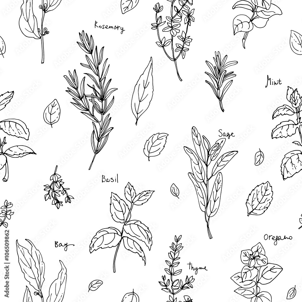 Pattern Herbs Spices Italian Herb Drawn Black Lines On A White Background Vector Illustration Basil Parsley Rosemary Sage Bay Thyme Oregano Mint Stock イラスト Adobe Stock