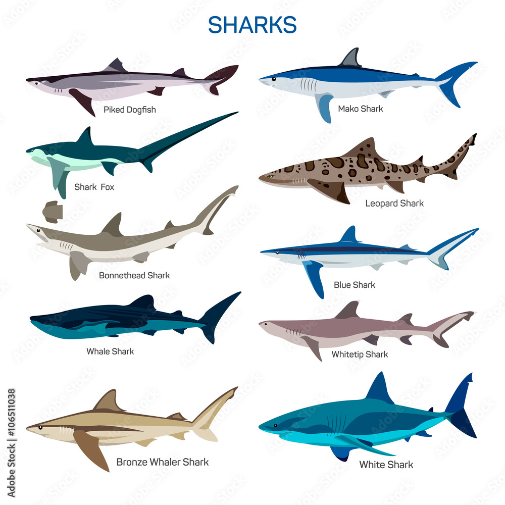 Obraz premium Shark fish vector set in flat style design. Different kind of sharks species icons collection. 