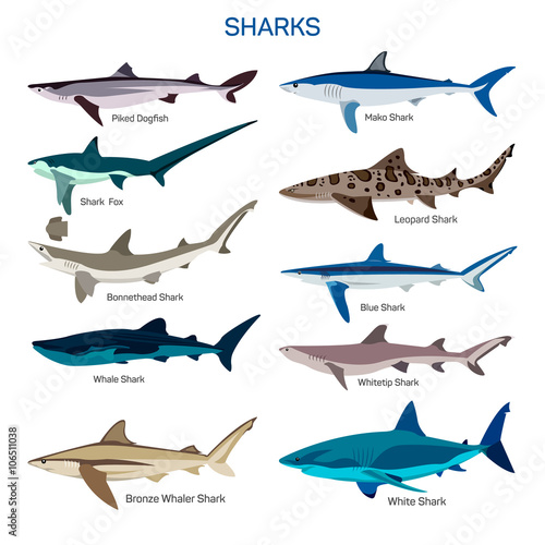 Fotografie, Obraz Shark fish vector set in flat style design