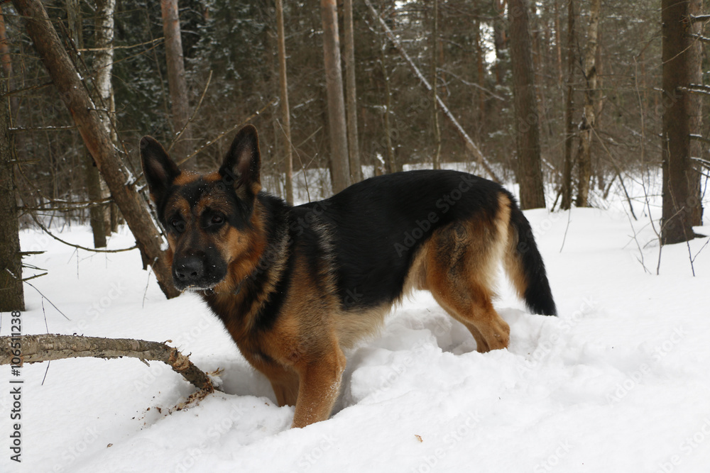 German shepherd dog on snow