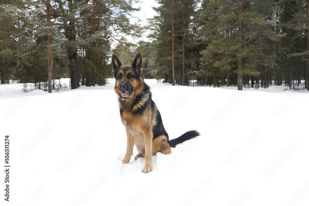 Dog on snow Dog on snow