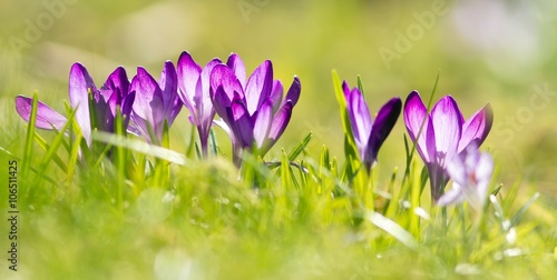 lila krokusse / Purple Crocuses