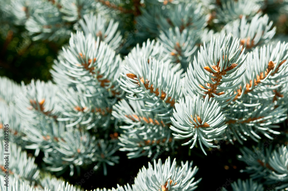 Macro photo of branches of blue spruce with shallow depth of field. Natural background in blue green colors. 