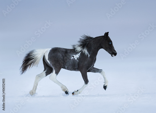 Blue-eyed foal trotting on snow field