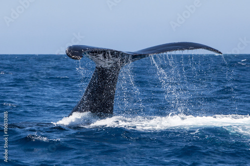 Humpback Whale Fluke Dripping Water