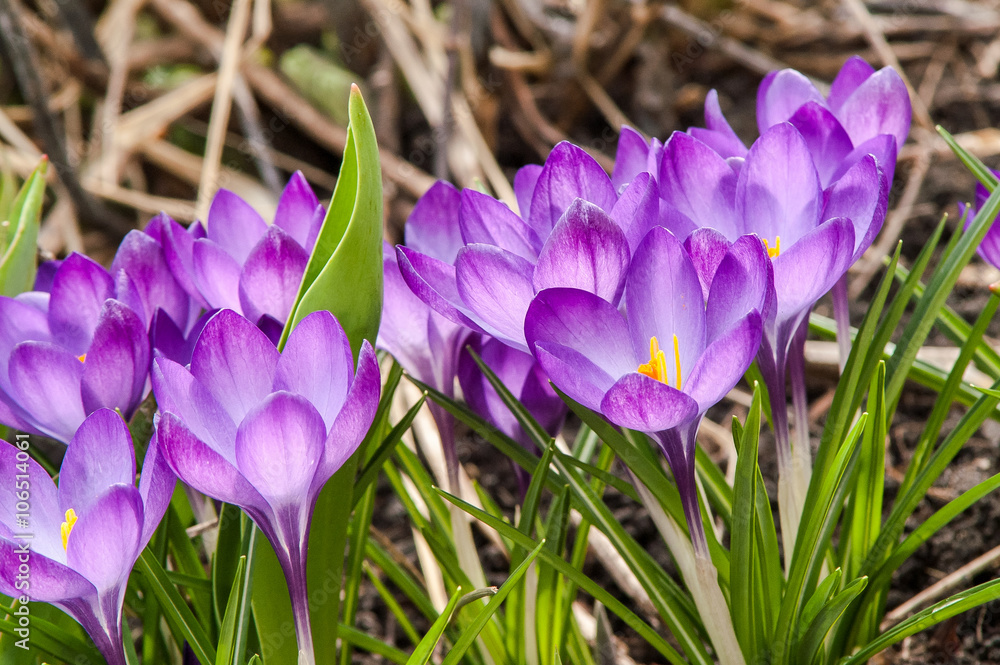 blue crocus flower