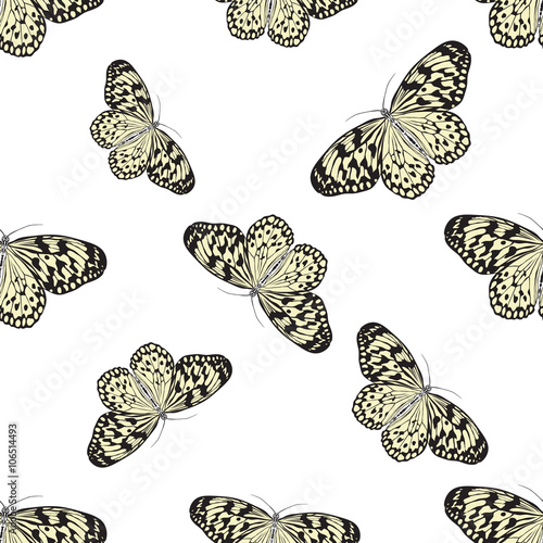 Seamless pattern with butterfly Idea Leuconoe. Paper Kite .    hand-drawn paperkite butterfly . Vector photo