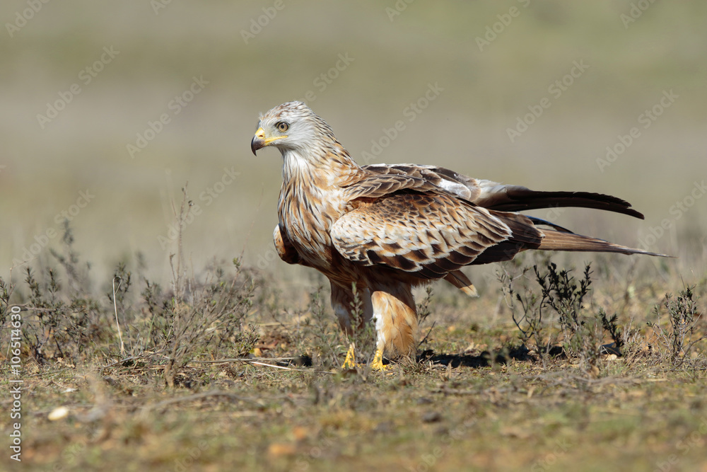 Kite, (Milvus milvus) perched on the floor Kite, (Milvus milvus) perched on the floor