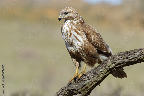 Buzzard (Buteo buteo) perched on a log