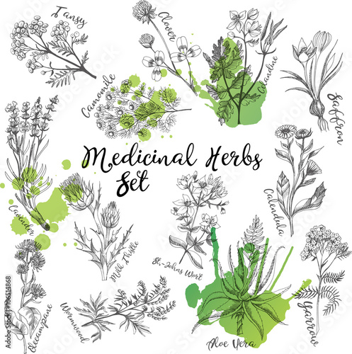 Medicinal herbs set