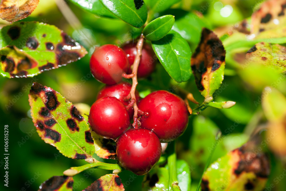 Obraz premium Cowberries in nature