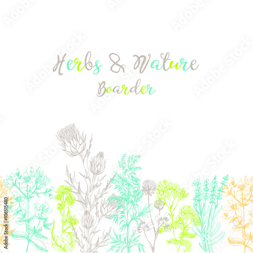 Medicinal herbs boarder