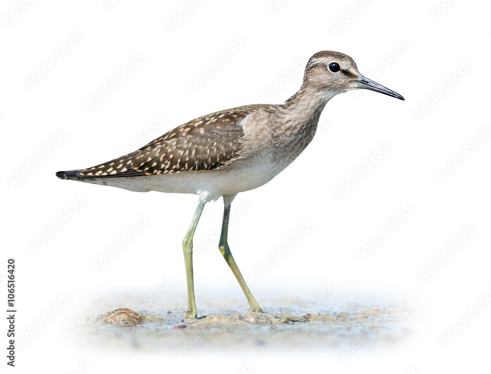 Wood sandpiper on white Wood sandpiper on white