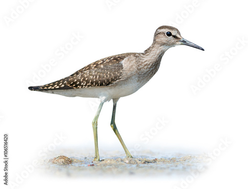 Wood sandpiper on white