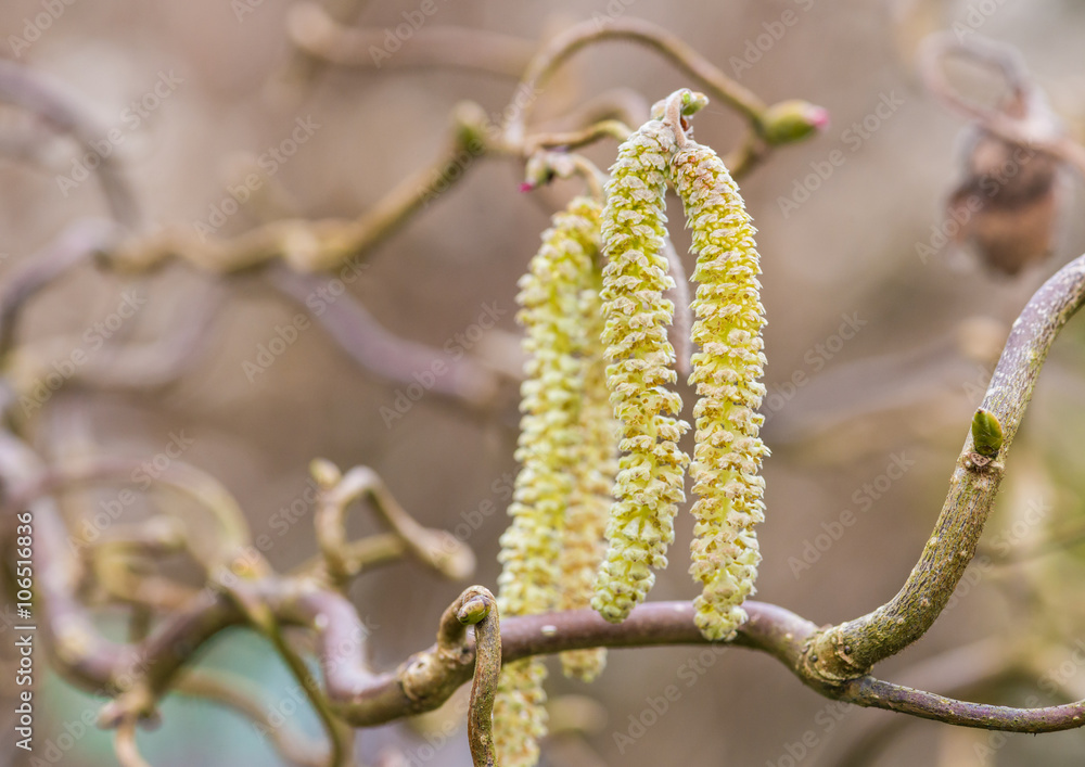 Naklejka premium Twisted Hazel Catkins