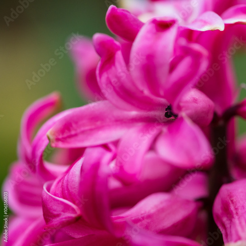 Hyacinth Pink © bigemrg
