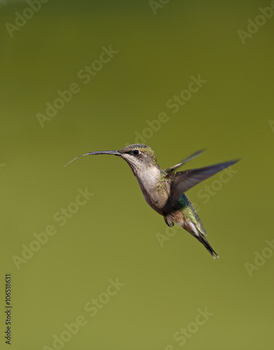 Female Ruby throated Hummingbird (Archilochus colubris)