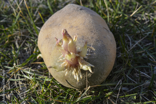 картофель с ростками перед высадкой в грунт