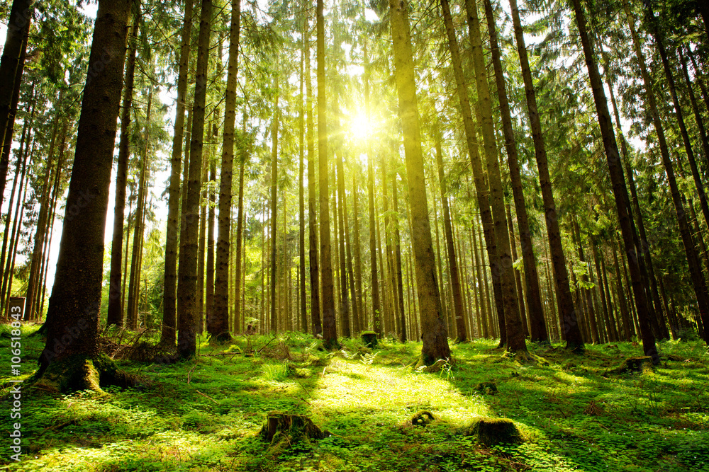 Fototapeta premium Światło słoneczne w zielonym lesie.