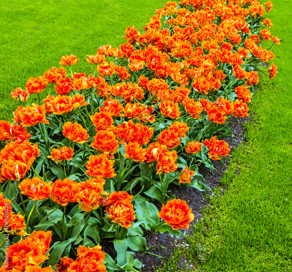 tulips, park Keukenhof, Holland, orange flowers