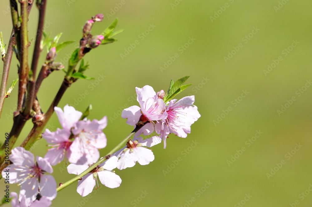 Fleurs d'Amandier Fleurs d'Amandier