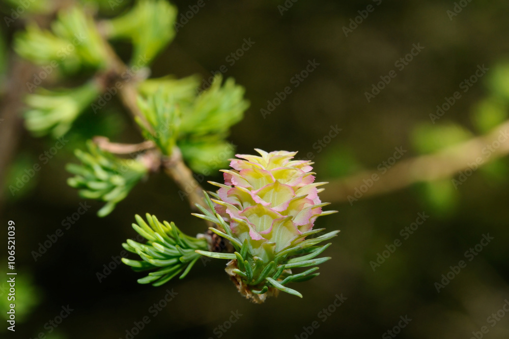 Larch blossom