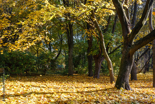 Autumn maple tree forest.