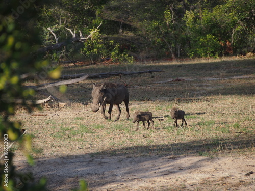 Warthog family and babies