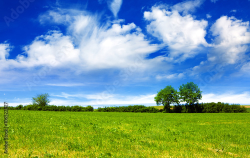 Field, trees and blue sky.