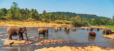 family Asia Elephant bath in river Ceylon