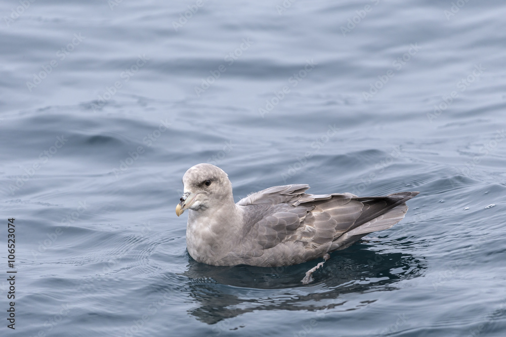 Arctic fulmar swimming, Svalbard, Arctic. Arctic fulmar swimming, Svalbard, Arctic.