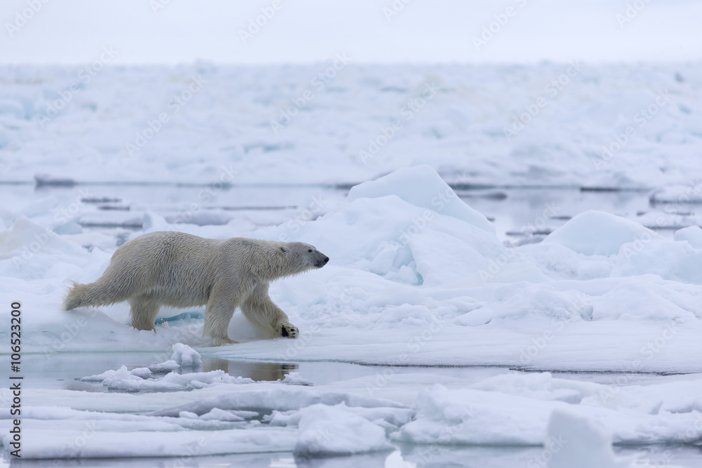 Polar Bear in drifting ice area, Svalbard, Arctic. Polar Bear in drifting ice area, Svalbard, Arctic.