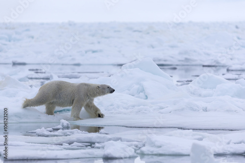 Polar Bear in drifting ice area  Svalbard  Arctic.