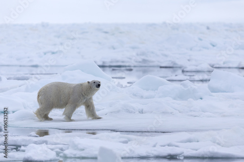 Polar Bear in drifting ice area, Svalbard, Arctic.