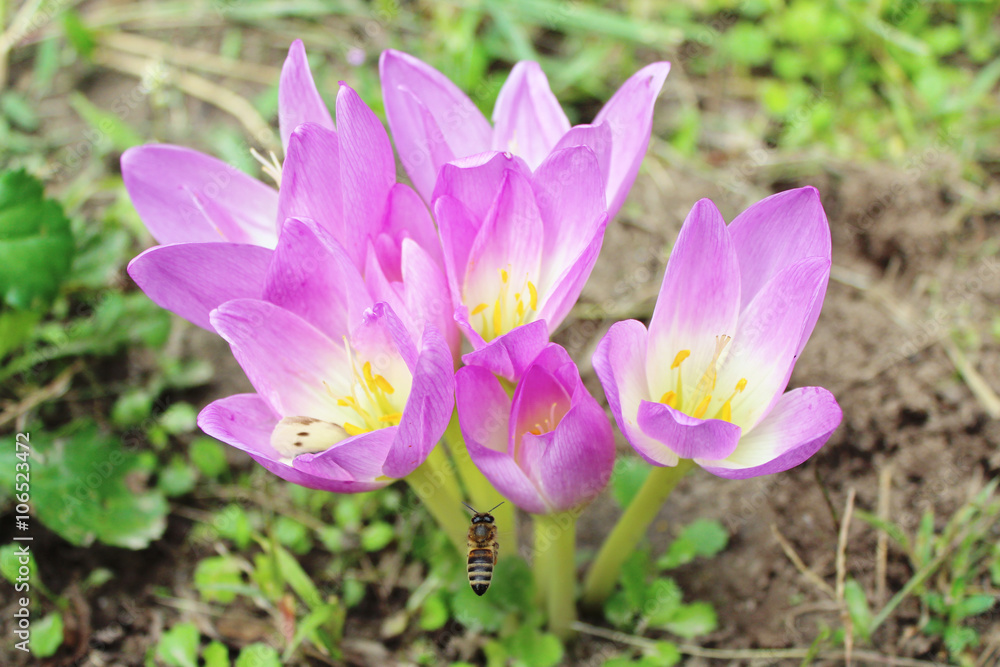 pink flowers of colchicum autumnale pink flowers of colchicum autumnale