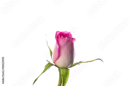 Slightly faded rosebud on white photo