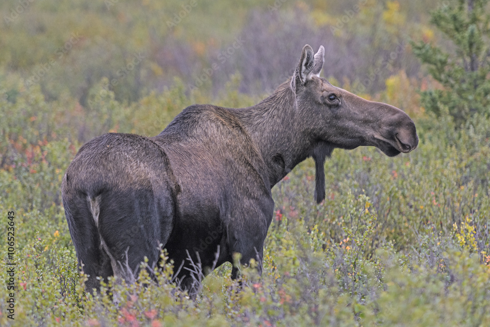 Female Moose in the Wilderness Female Moose in the Wilderness