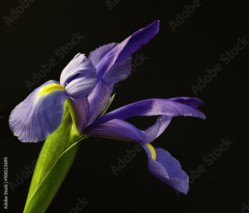 Purple iris isolated on black background 