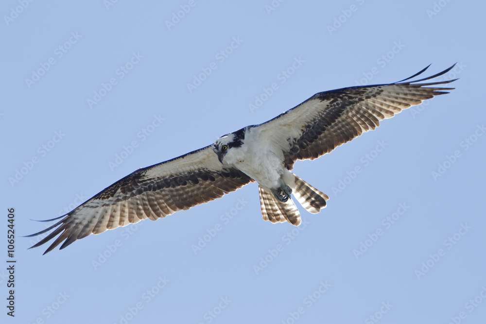 Obraz premium Osprey Hovering Against a Blue Sky