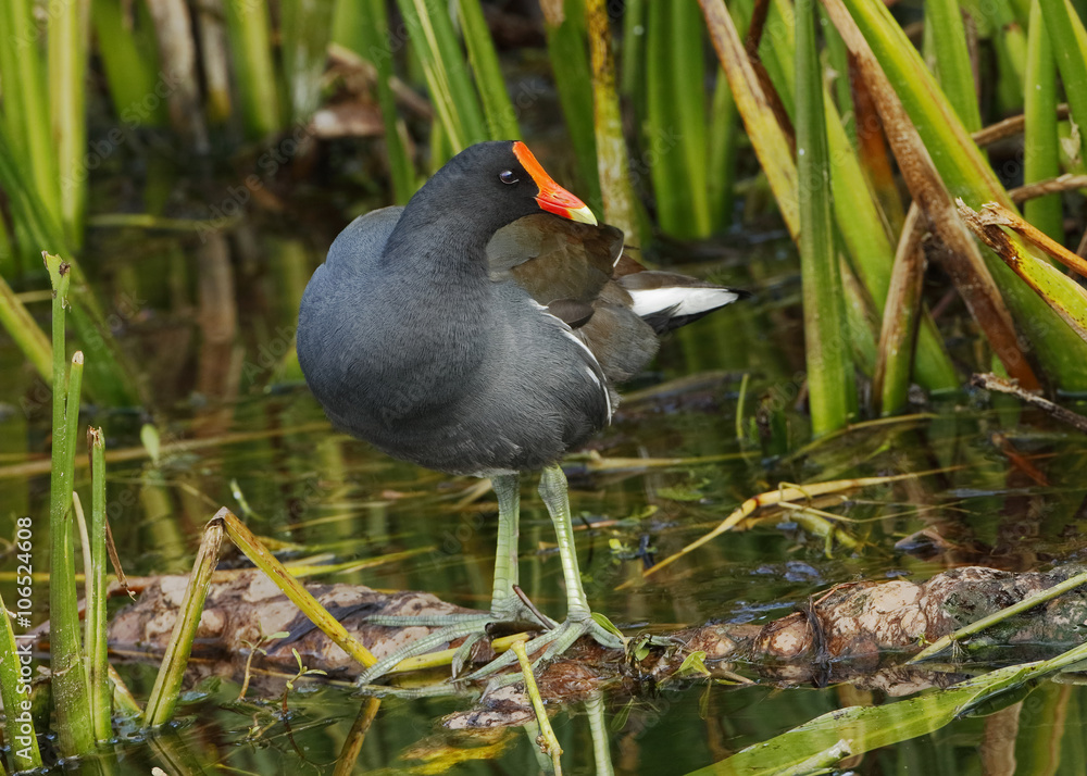 Naklejka premium Common Gallinule in a Florida Wetland